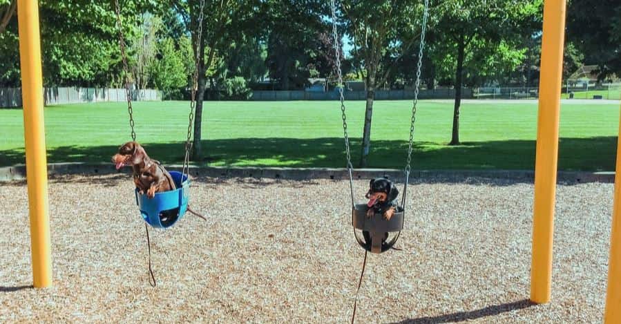 Hounds Park 2 hound breeds at the park