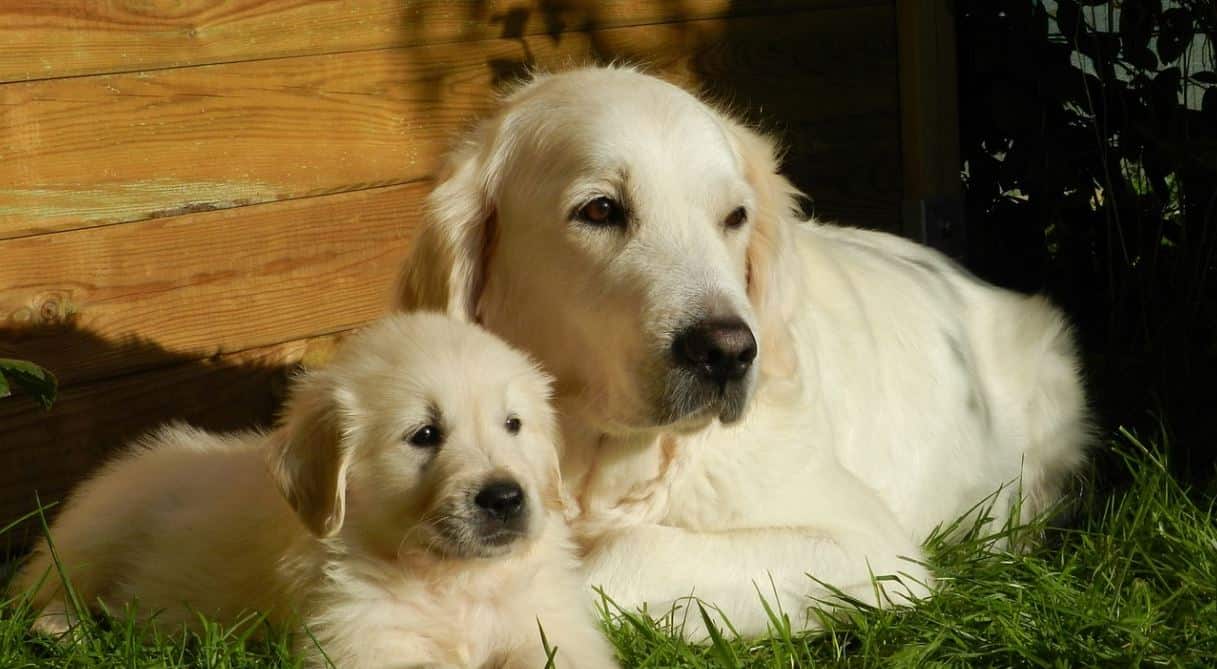 Introducing Puppy Tips for introducing a new puppy