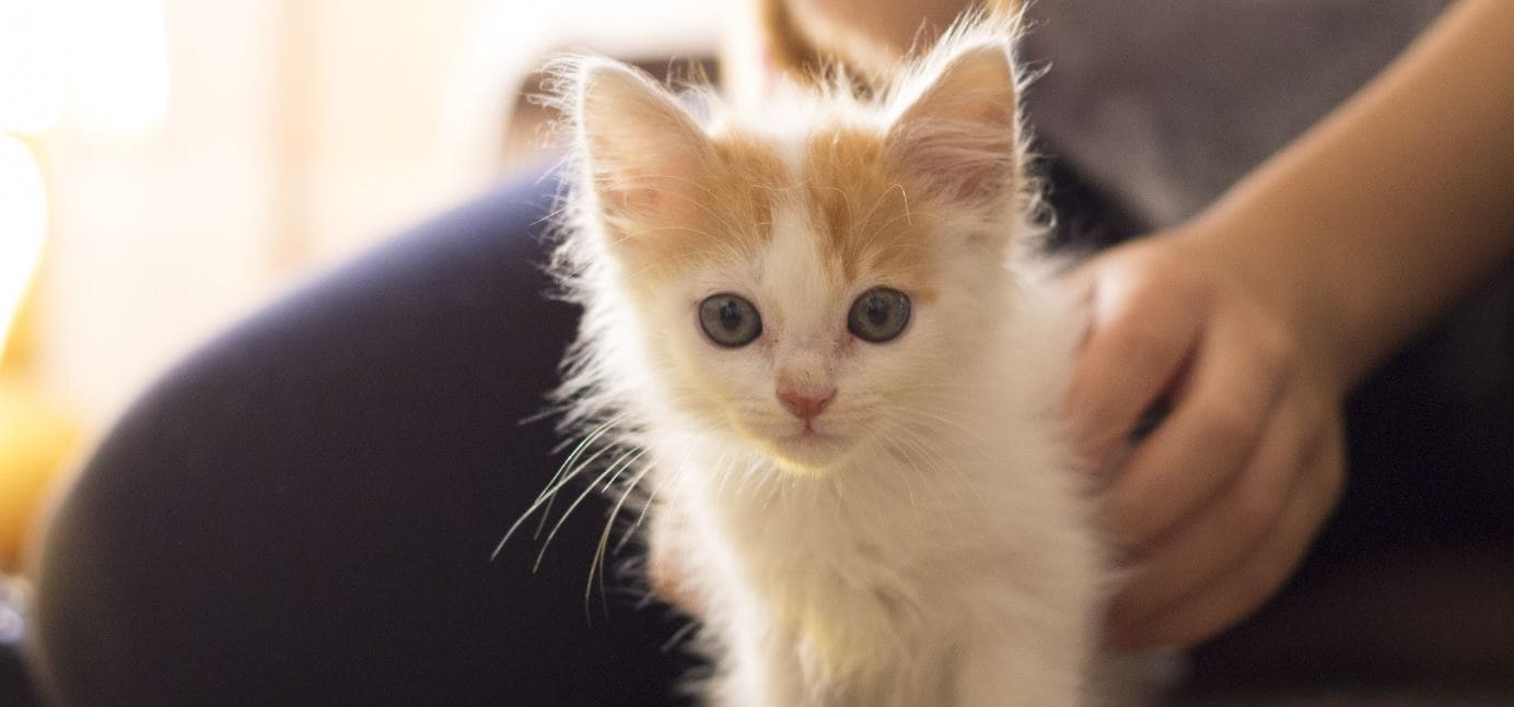 Kitty Carpet Kitty sits on the carpet