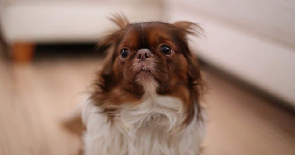 Japanese Chin Dog Sitting Inside Dog sits down in living room