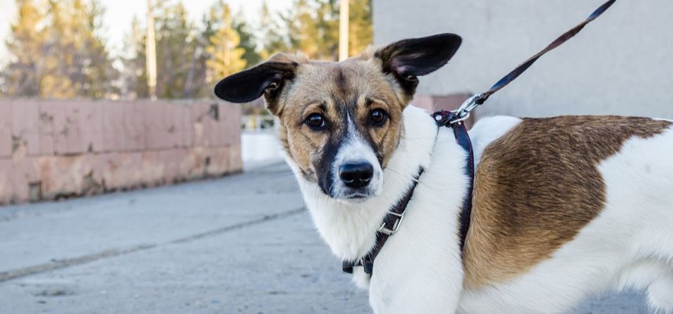 Loose Leash Loose leash meeting for dogs