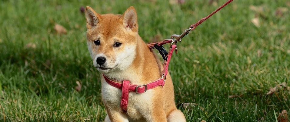 Neutral Meeting Dog is at neutral meeting ground