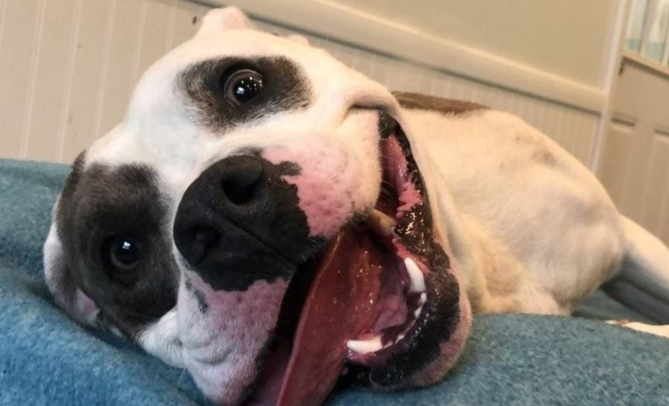 Pit Bull Close Up White Pit Bull close up