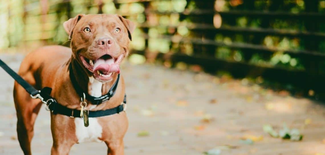 Pit Bull on Street Brown Pit Bull on street