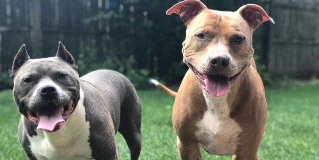Two Pit Bulls 2 Pit Bulls in back yard