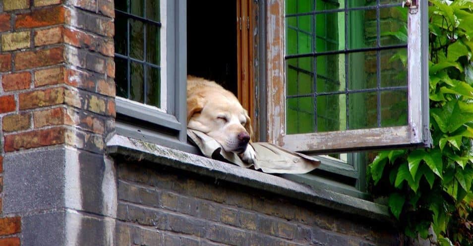 Dog Sleeping with Head on Window Sill Dog sleeping on window
