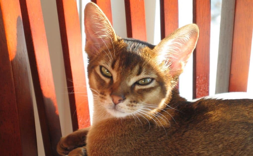 Abyssinian Cat breed like dog 1: Abyssinian