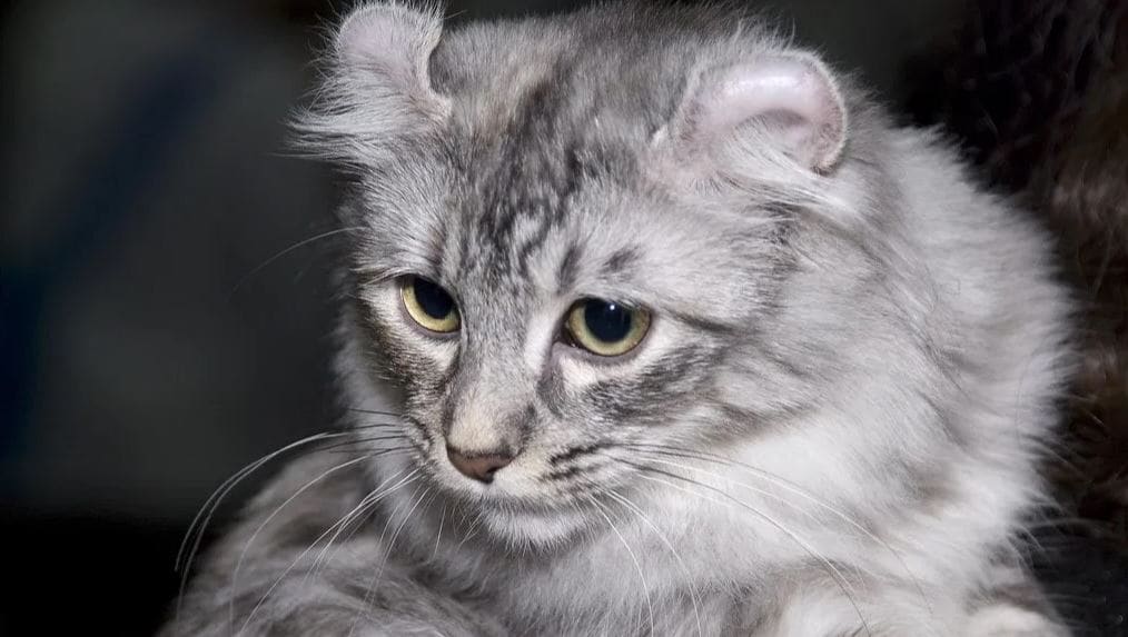 American Curl Cat breed like dog 8: American Curl