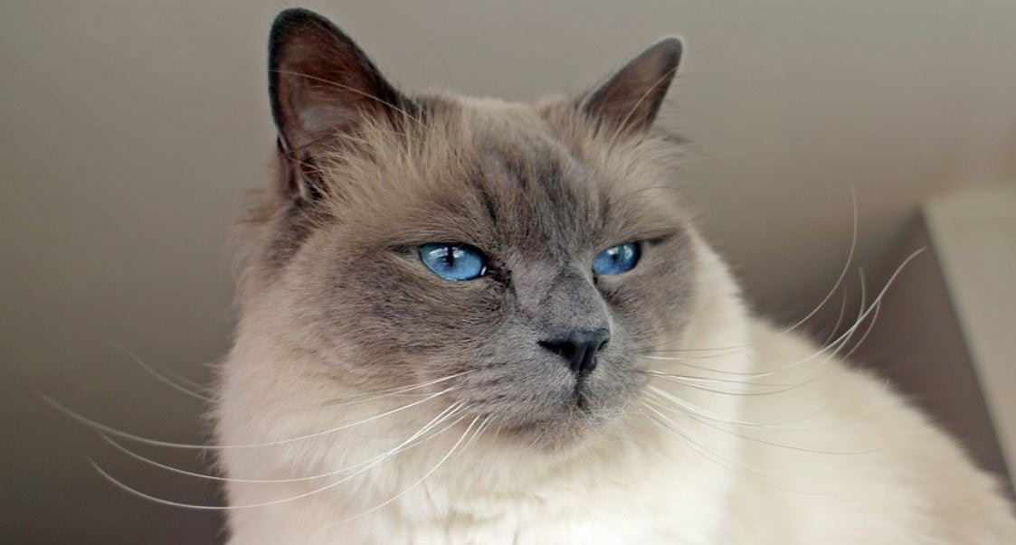 Birman Cat breed like dog 7: Birman
