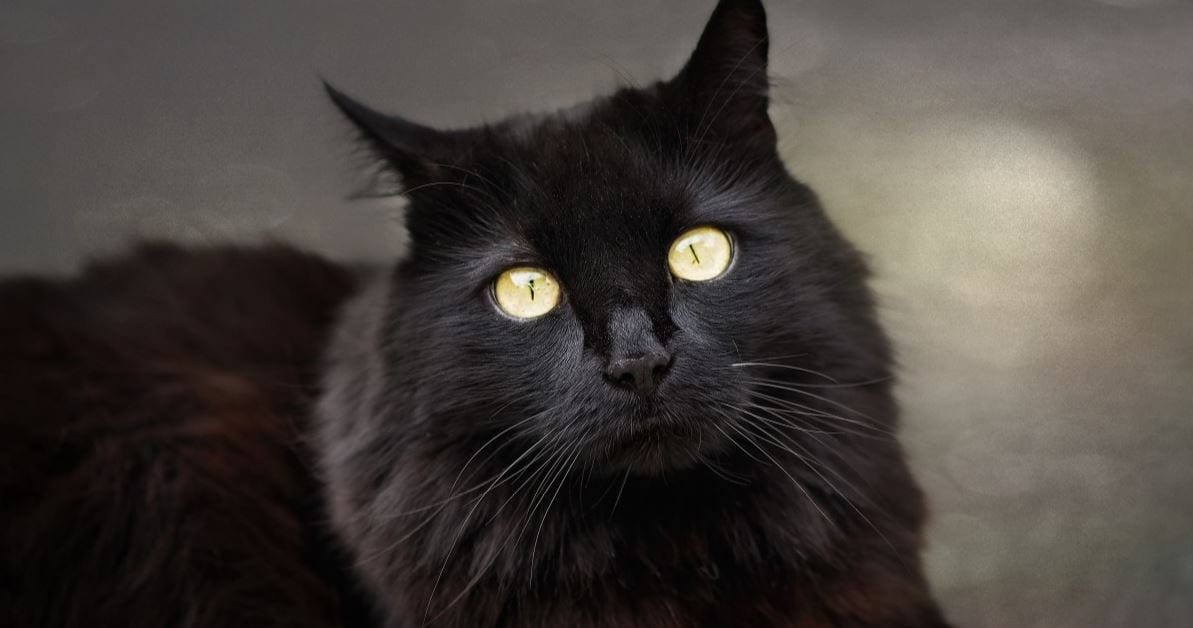 Bombay Cat breed like dog 5: Bombay