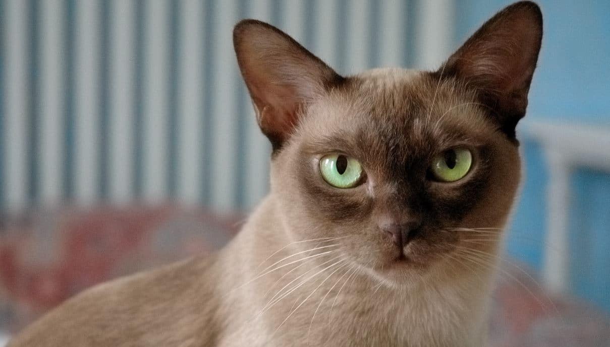 Burmese Cat breed like dog 9: Burmese