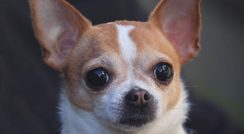 Chihuahua Toy Toy breed: Chihuahua