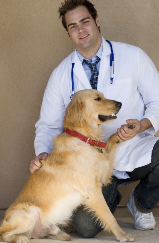 Vet and Dog Veterinarian and dog