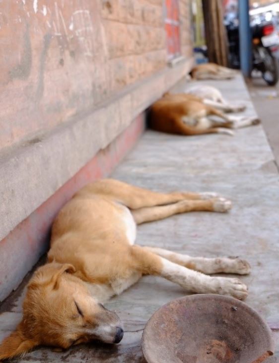 Dog on Street Homeless dogs sleep on the street