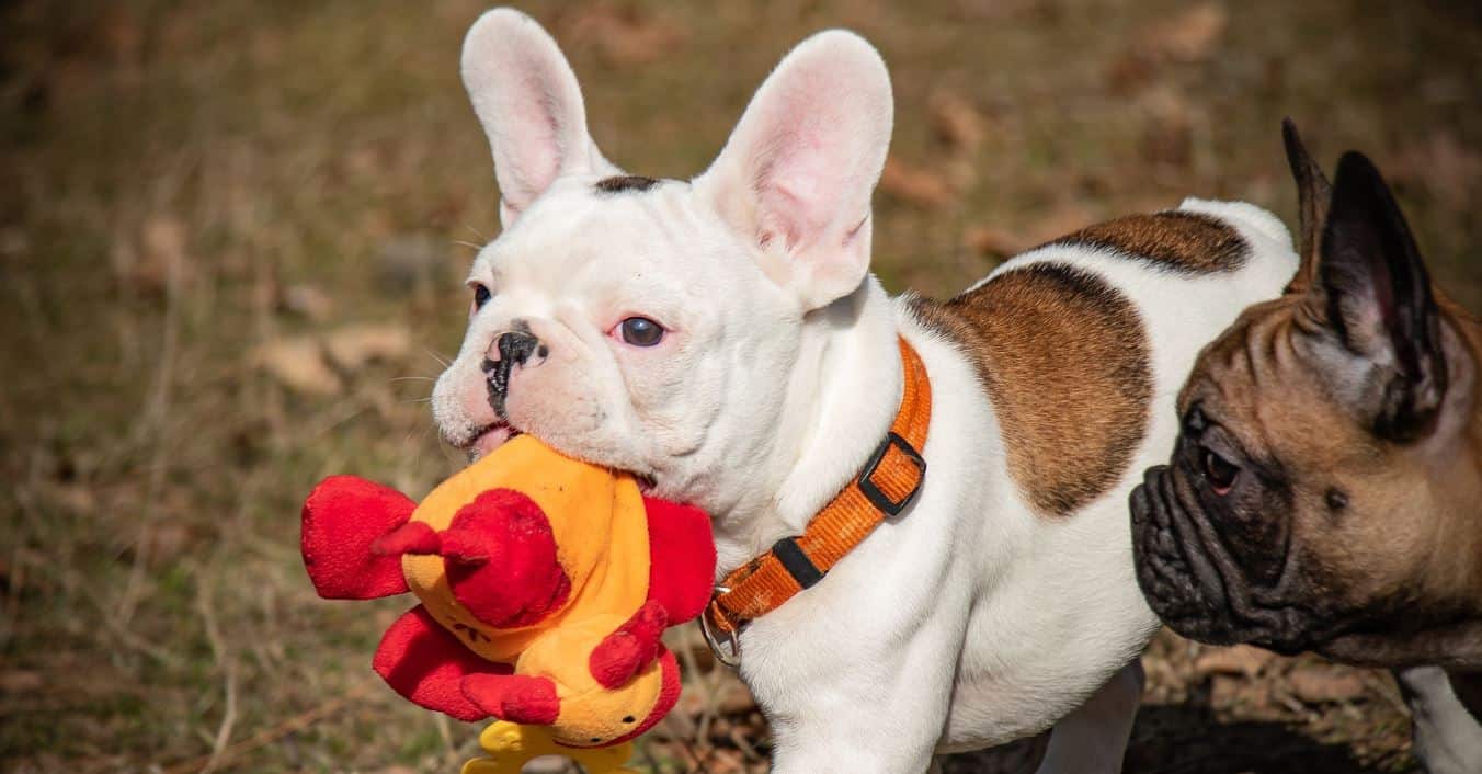 French Bulldog French bulldog holding a toy