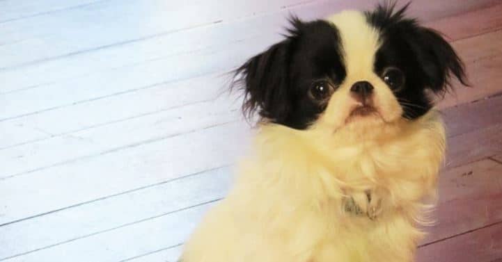 Hairy Puppy Hairy puppy and mouse toy