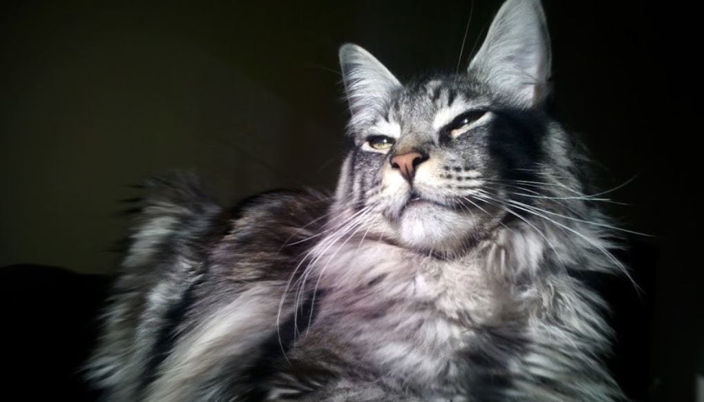 Main Coon Cat breed like dog 6: Main Coon