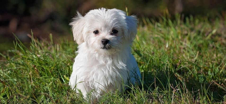 Maltese Toy Toy breed: Maltese