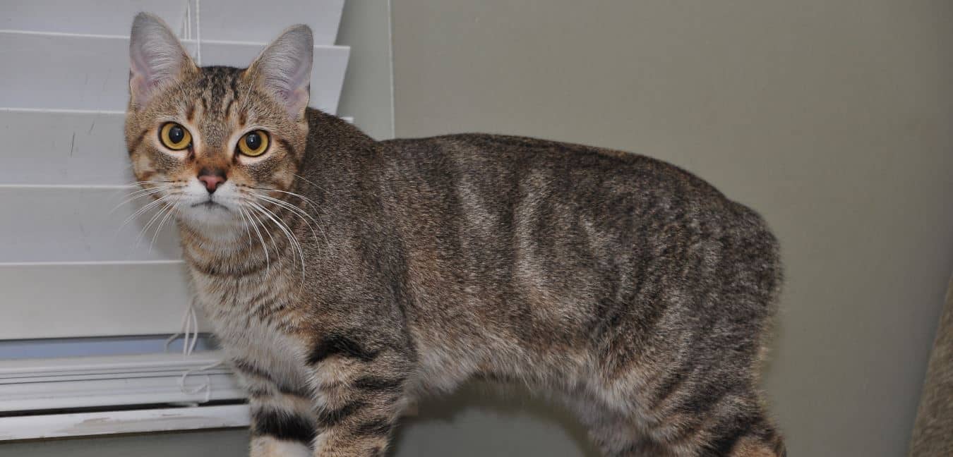 Manx Cat breed like dog 3: Manx