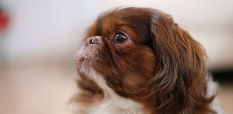 Pekingese Toy Toy breed: Pekingese