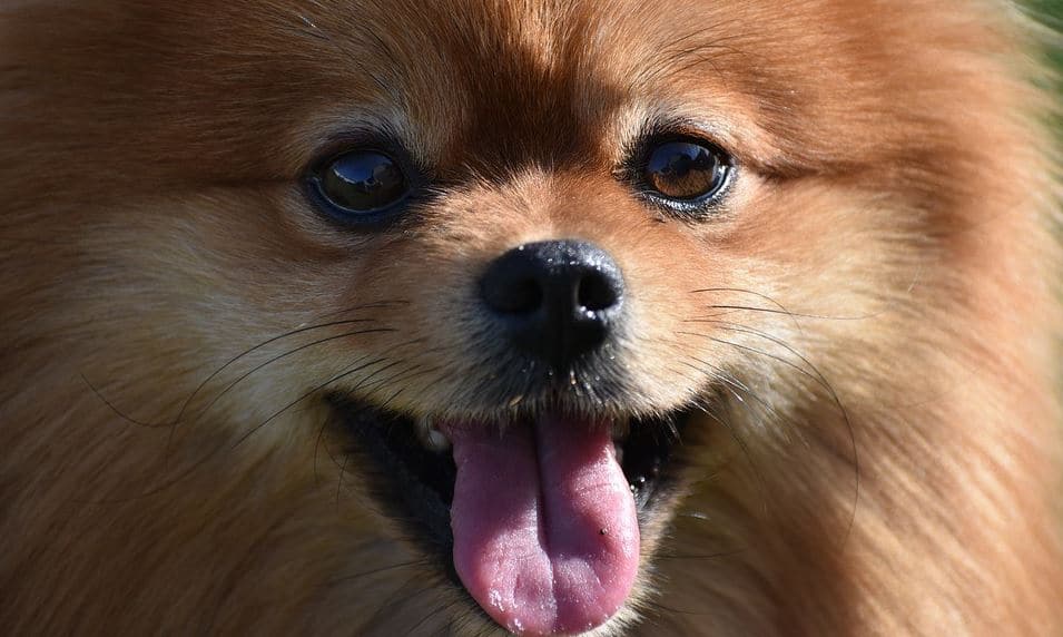 Pomeranian Toy Toy breed: Pomeranian