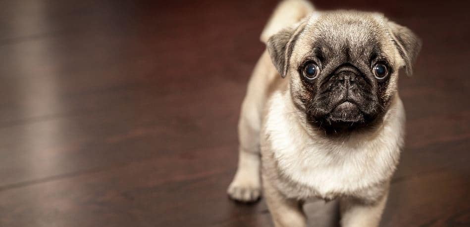Pug Toy Toy breed: Pug