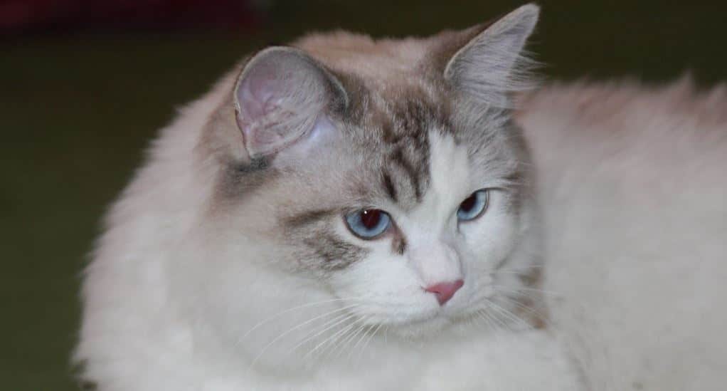 Ragdoll Cat breed like dog 1: Ragdoll