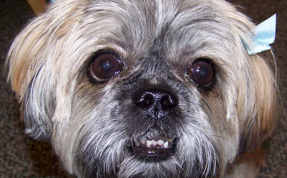 Shih Tzu Toy Toy breed: Shih Tzu