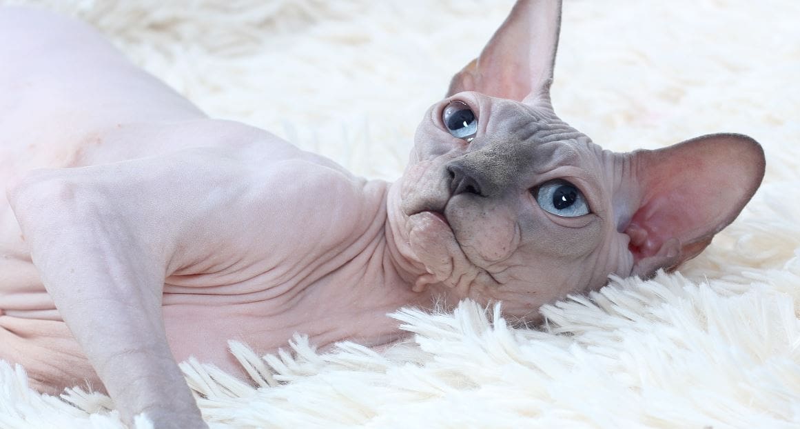 Sphynx Cat breed like dog 10: Sphynx