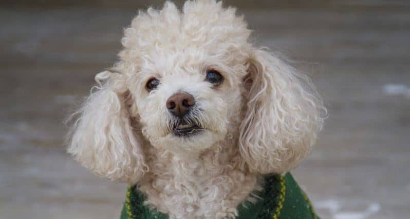 Toy Poodle Toy Toy breed: Toy Poodle