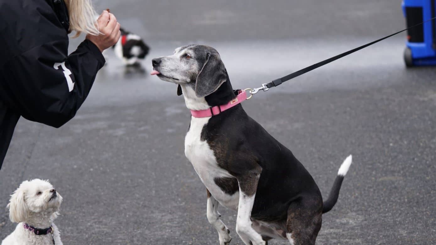Treats Dog A dog having treats on the street
