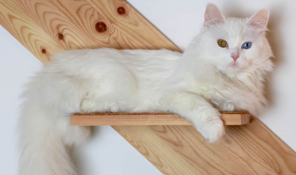 Turkish Angora Cat breed like dog 4: Turkish Angora
