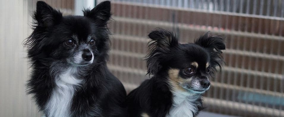 Two Chihuahua Two back Chihuahua