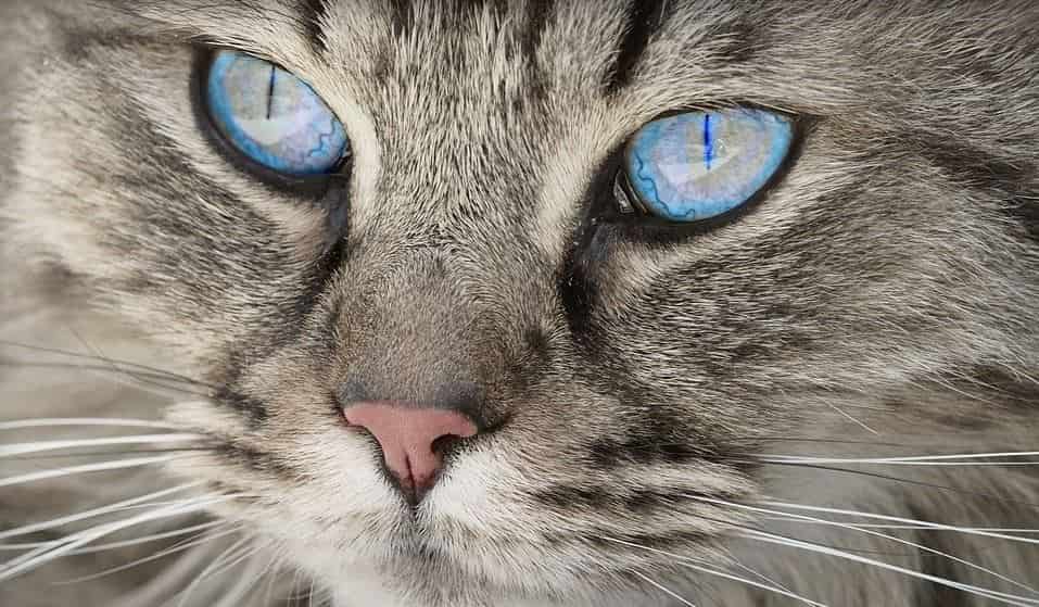 Blue Eyed Cat Blue eyed cat closed up