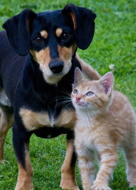 Cat and Dog Outdoors Cat dog in the outdoor park