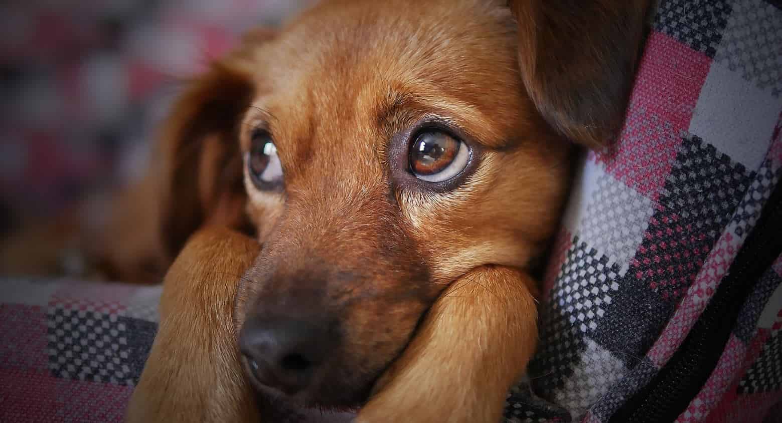 Couch Dog Dog on couch