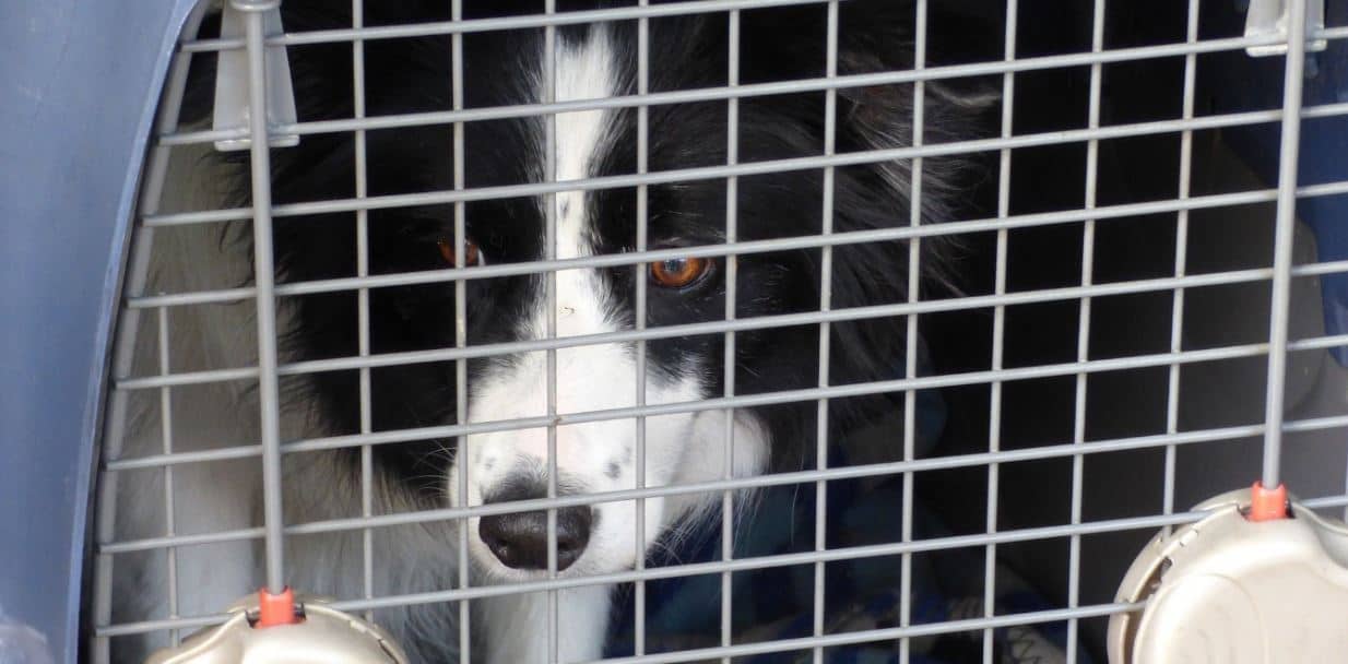 Crate Dog Dog in crate