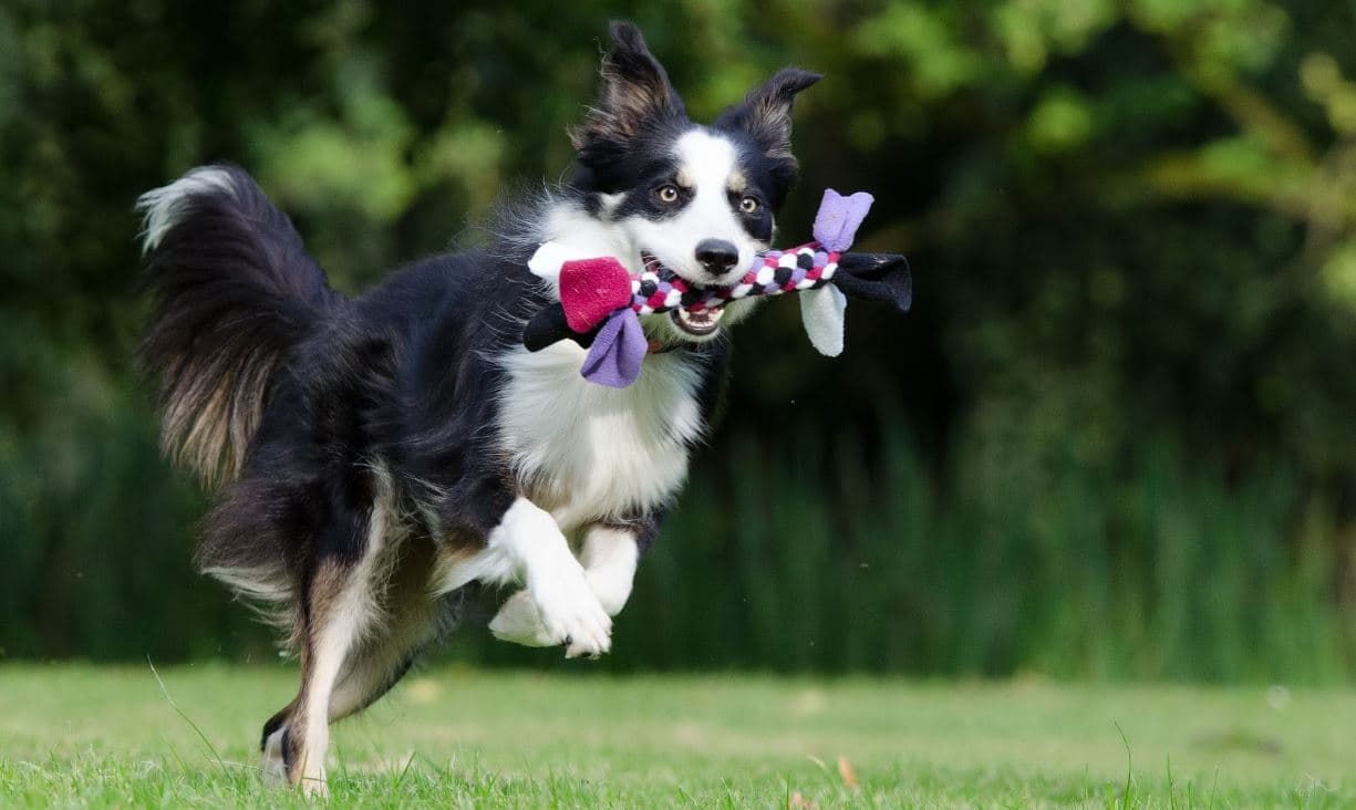 Dog and Toy Dog is running with holding toy