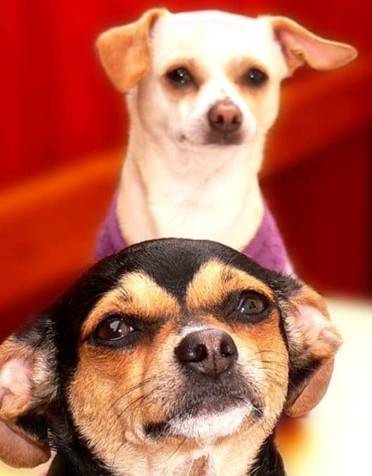 Dogs in Sweaters Two dogs wearing sweaters