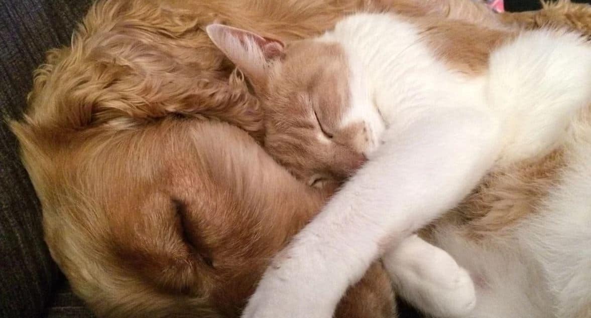 Kitty and Puppy Sleeping Dog and cat sleeping together