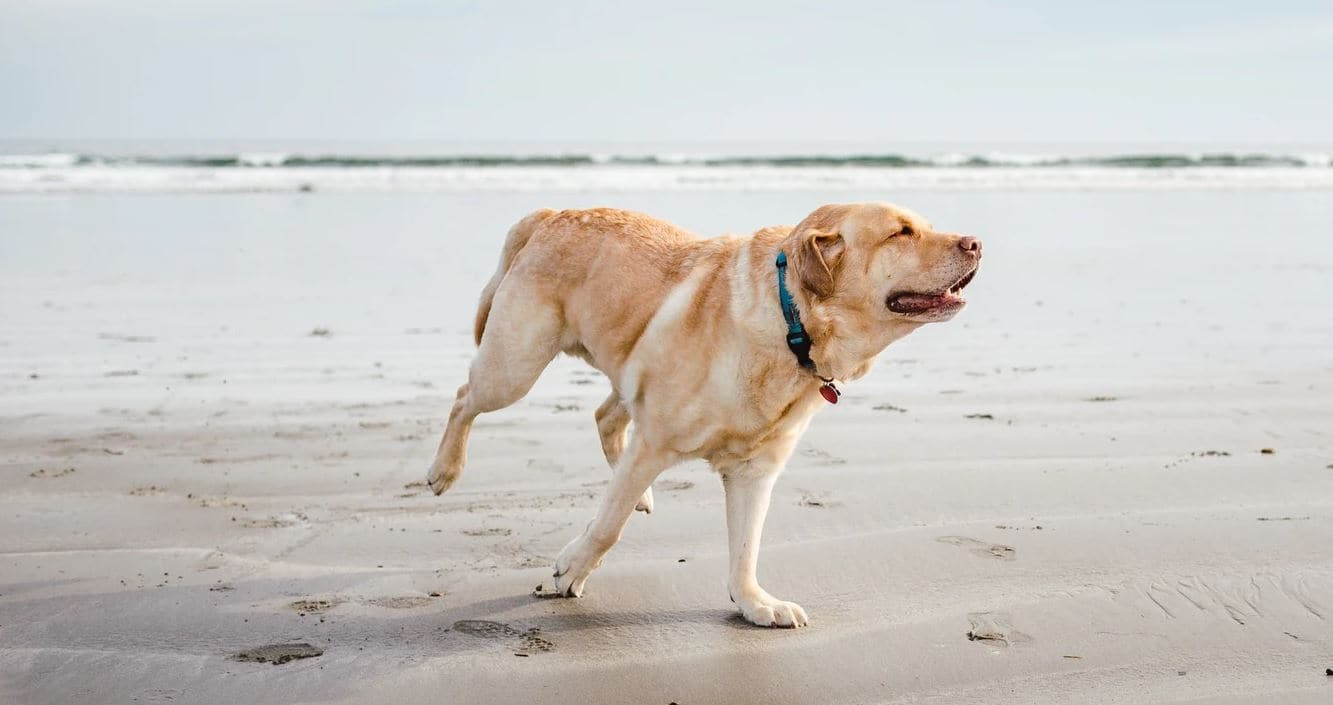 Lab Beach Labrador at the beach