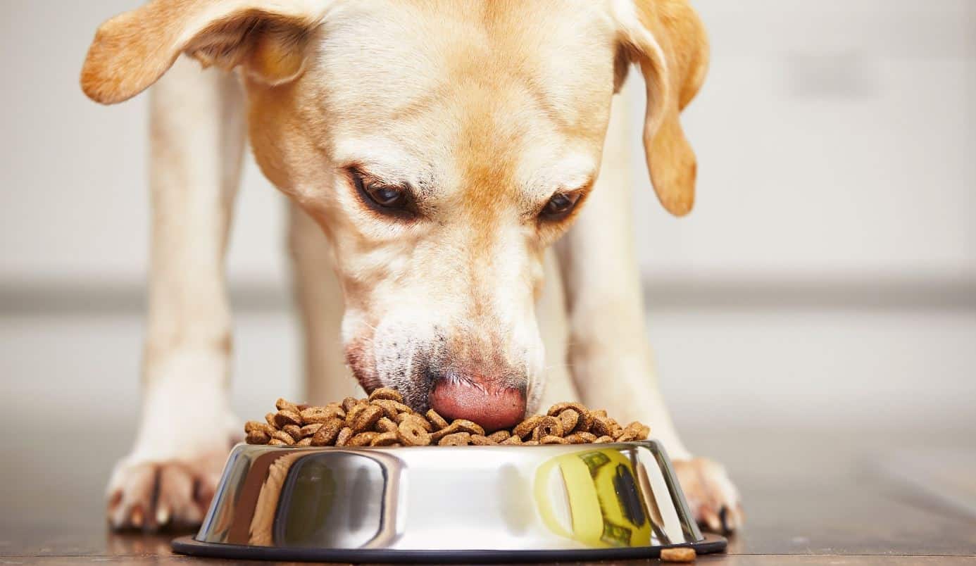 Lab Feeding Labrador feeding