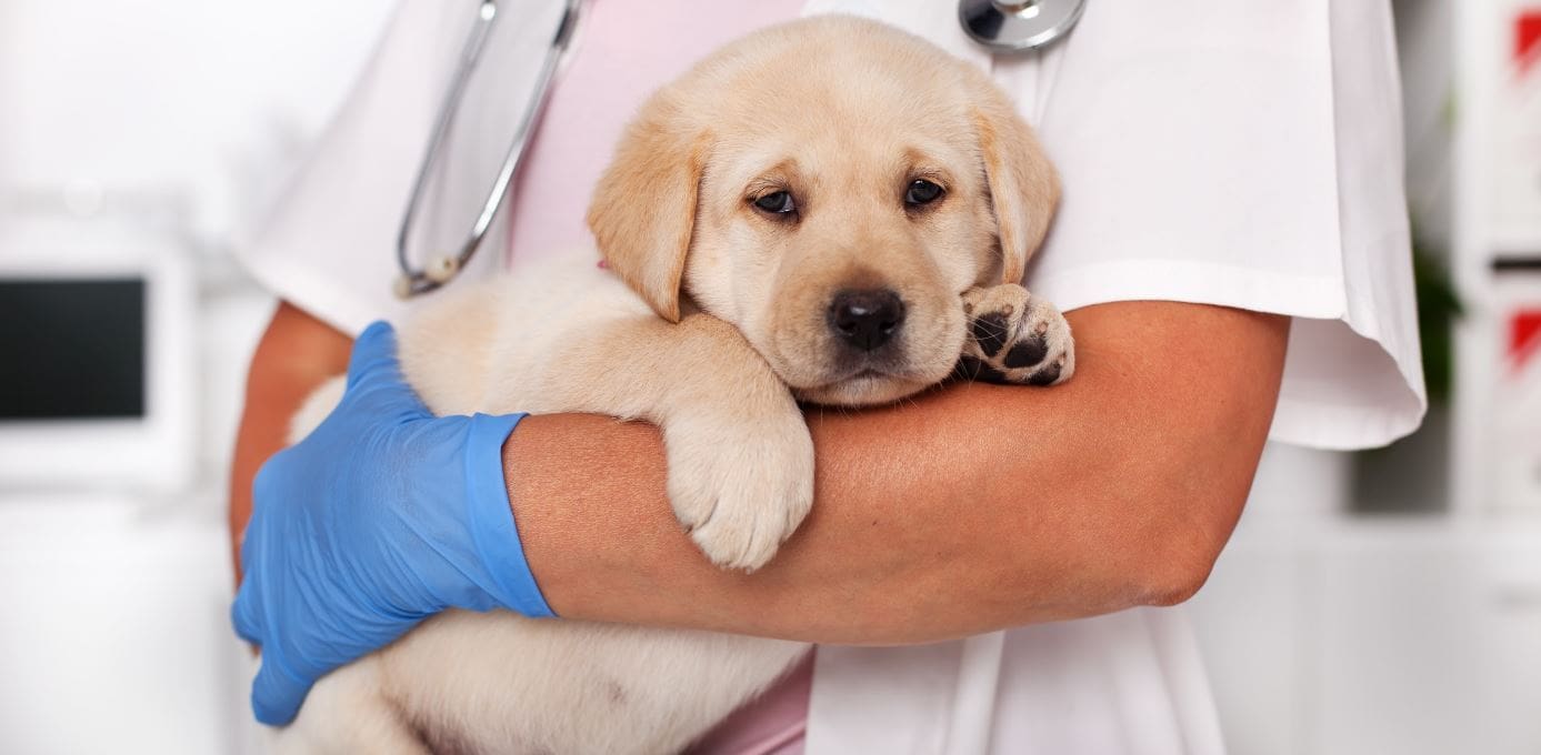 Lab Vet Labrador visiting a vet