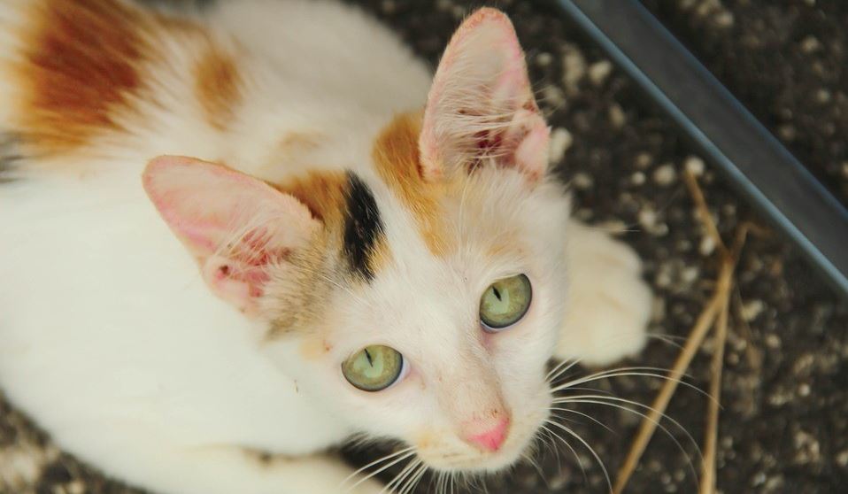 White Kitty White kitty looking up