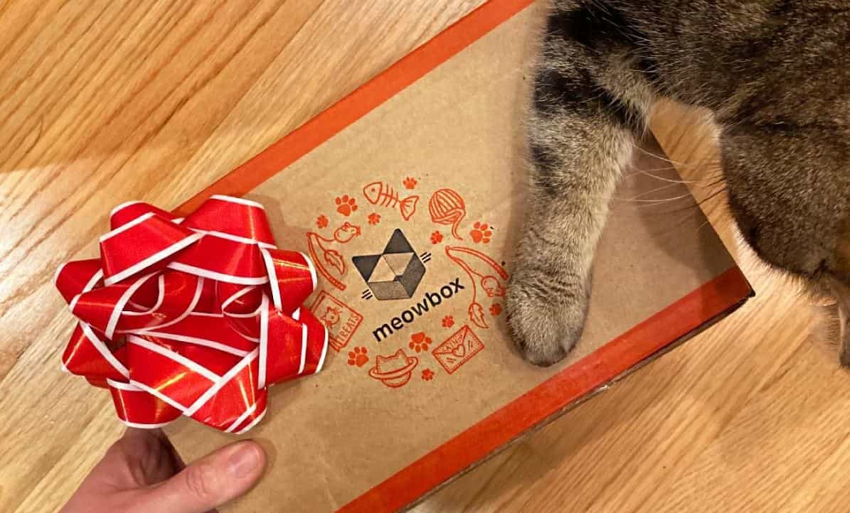 Meowbox Abigail Abigail's paw on Meowbox