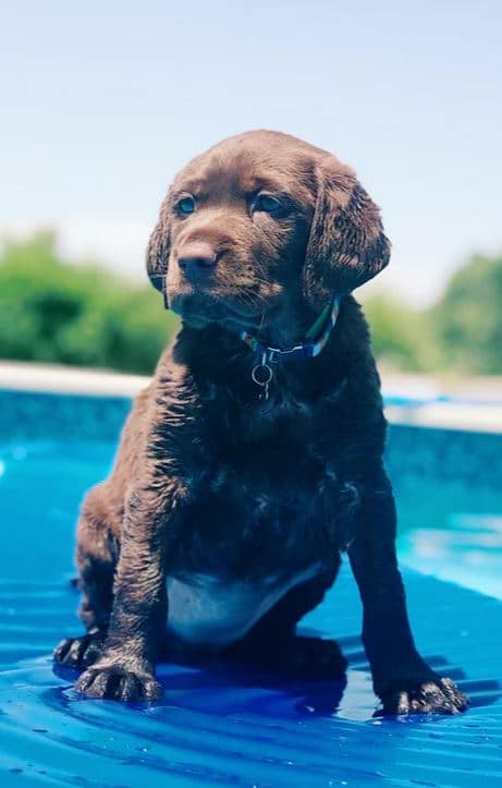 Puppy Lab Labrador puppy on the pool