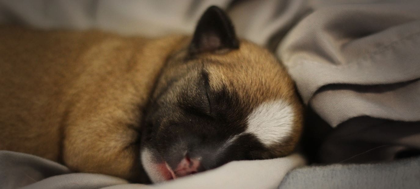 Puppy Sleeping Puppy sleeping on bed