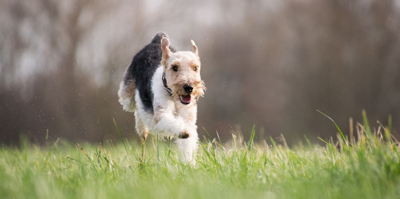 Dog in Park Dog running in the park