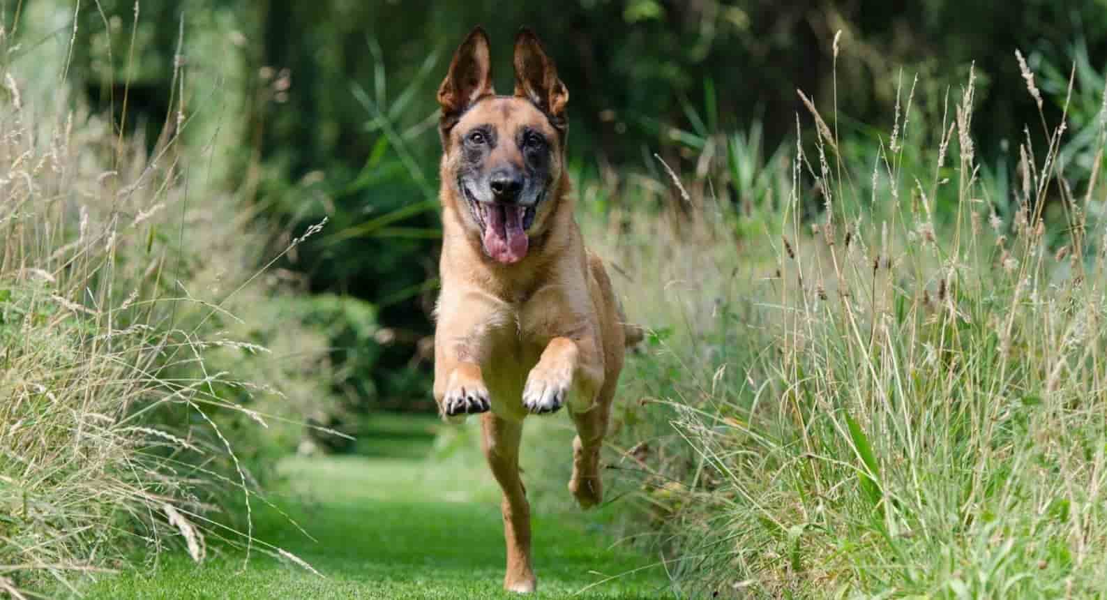 Dog Running German Shepherd running