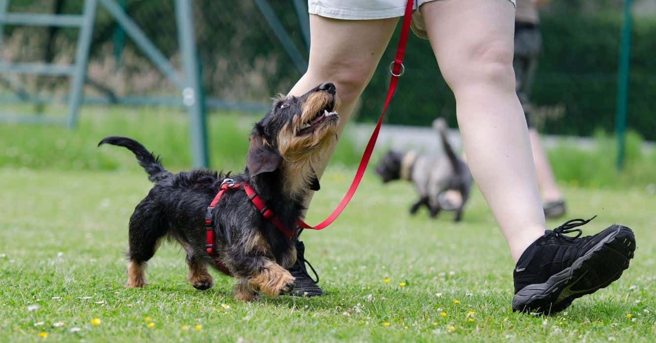 Walking Dog in Park Dog walks with parent in the park